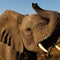 Botswana threatens to send 20,000 elephants to roam free in Germany