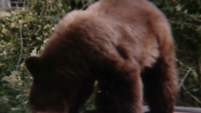 60bears21105640x480612544640x360.jpg 