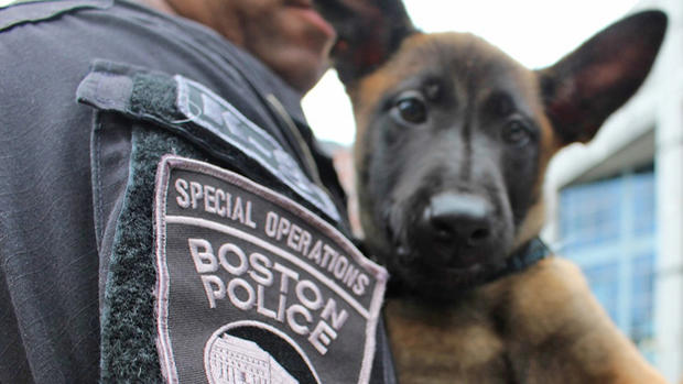Boston Police Dog 