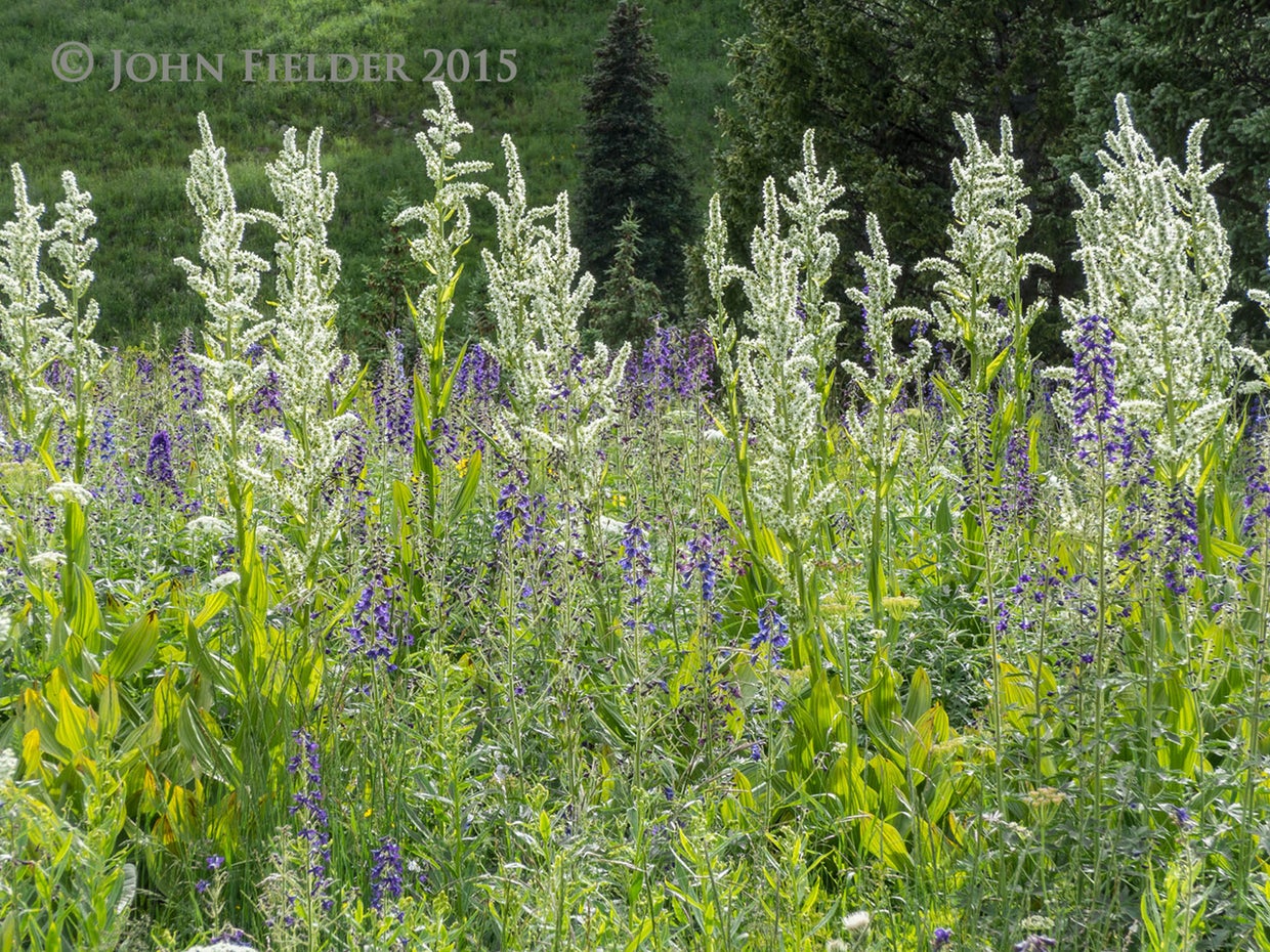 john-fielder-crested-butte-co-2015-3.jpg 