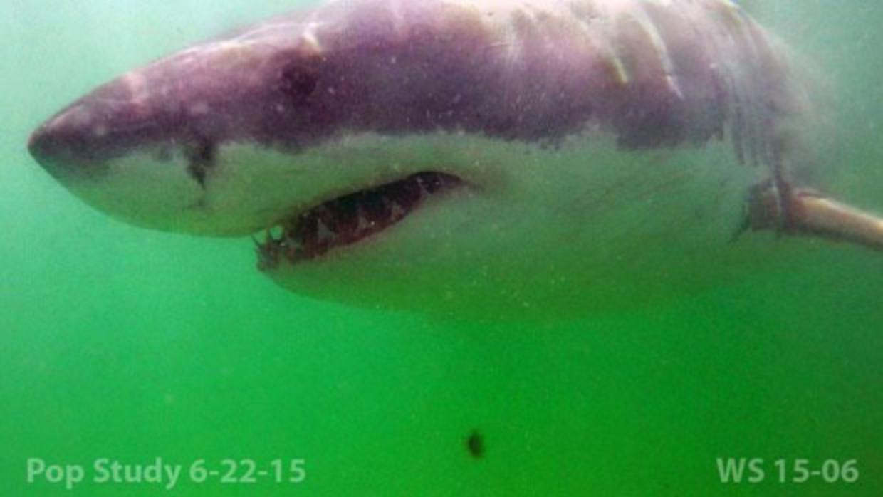 Cape Cod Beaches Close After Shark Spits Seal Onto Shore Cbs News