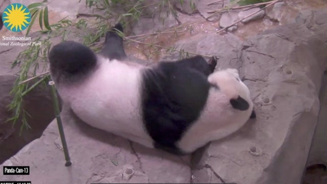 ctm0814reidpregnant-panda.jpg 