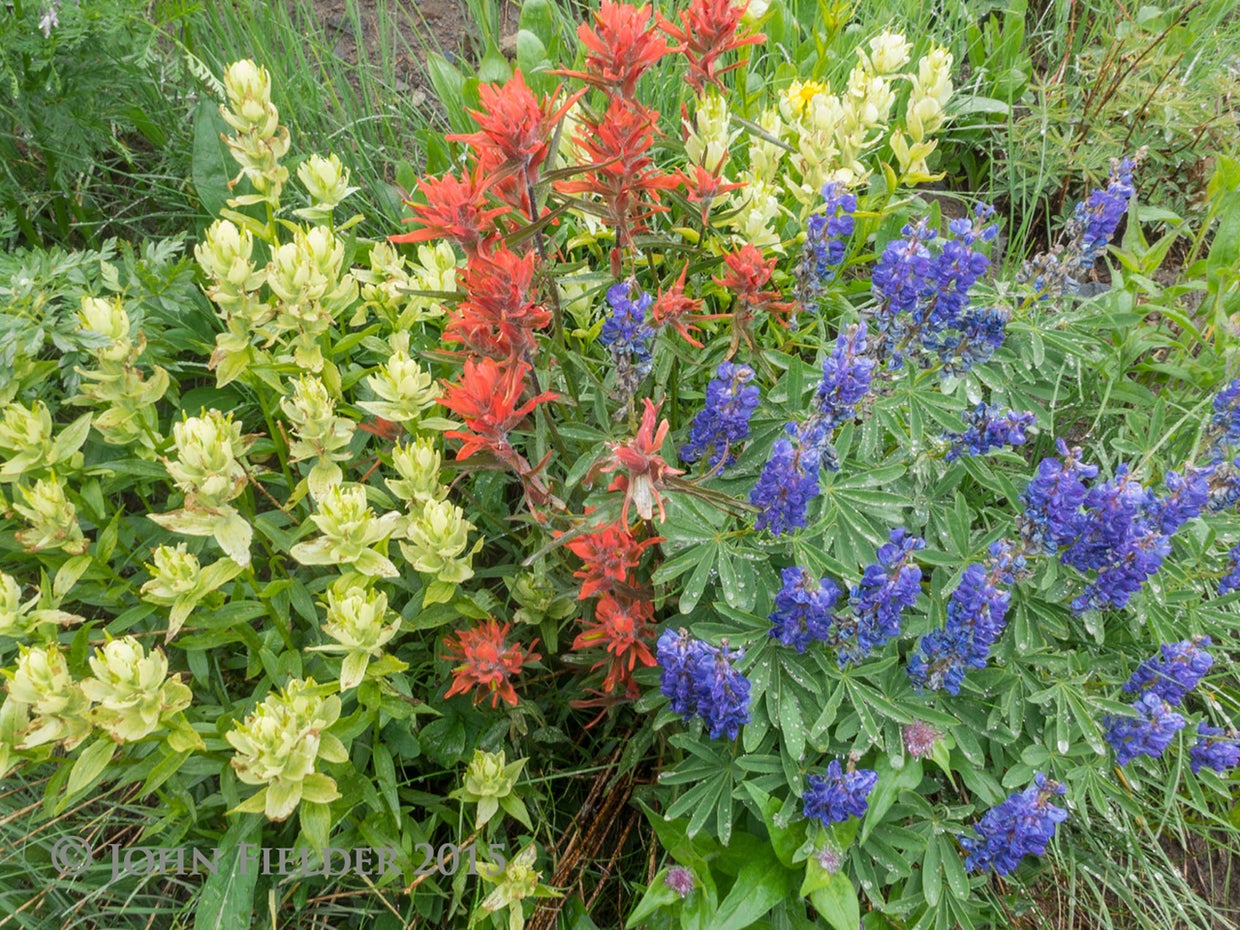 john-fielder-crested-butte-co-2015-9.jpg 