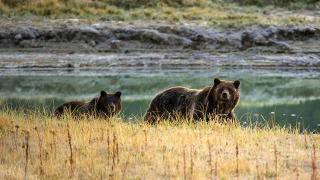 grizly-bear.jpg 