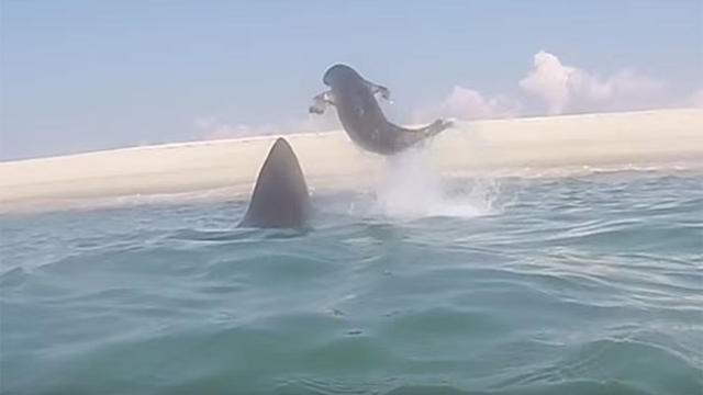 seal-shark.jpg 