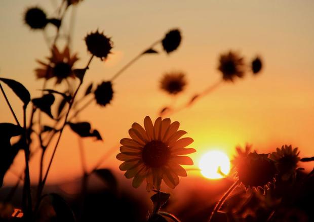 sunset behind flowers, neitro 
