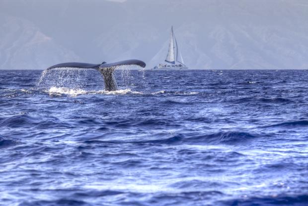 humpback whale, HI, masure 