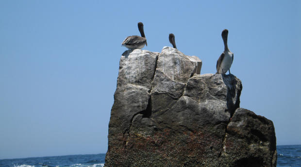 pelicans.jpg 