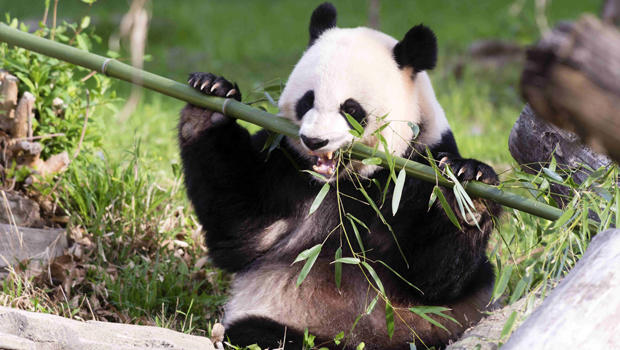 Giant panda Mei Xiang snacks on bamboo at the Smithsonian's National Zoo in Washington in this handout image taken April 19, 2015. 