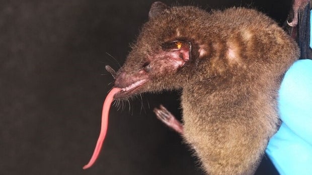 tube-lipped-bat.jpg 