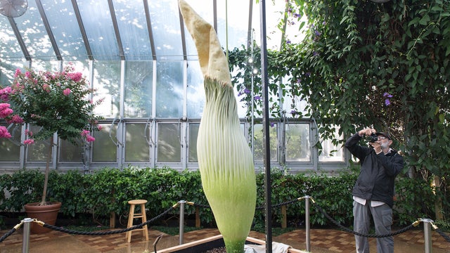 titan-arum-201508244016.jpg 
