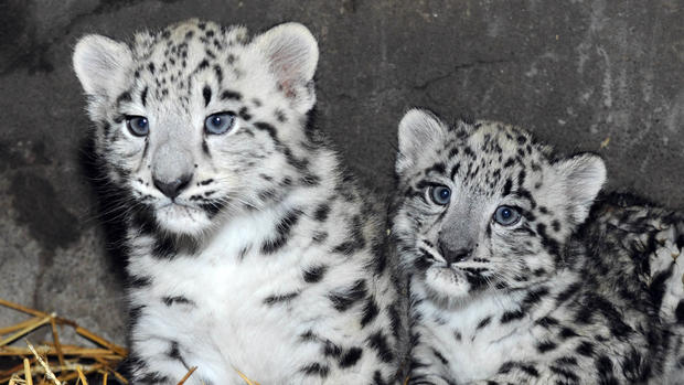 Snow Leopard Cubs 2 