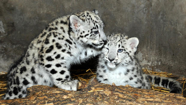 Snow Leopard Cubs 4 