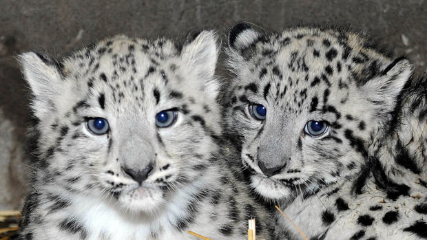 Snow Leopard Cubs 3 