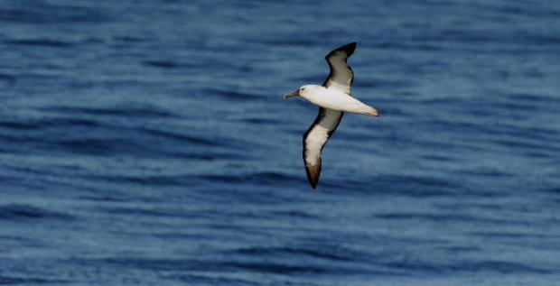 An Albatross (C) floats over the ocean o 