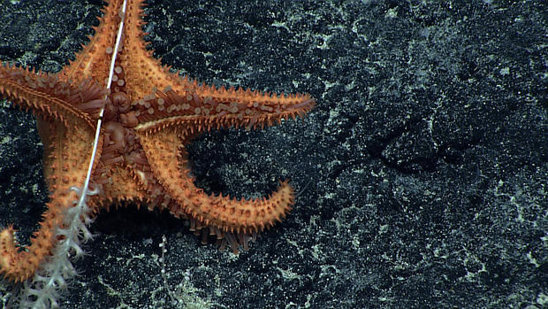 Amazing deep sea creatures of Hawaii 