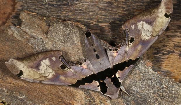 moth-5-adhemarius-dentoni-sphingidae-credit-mileniusz-spanowicz-wcs.jpg 