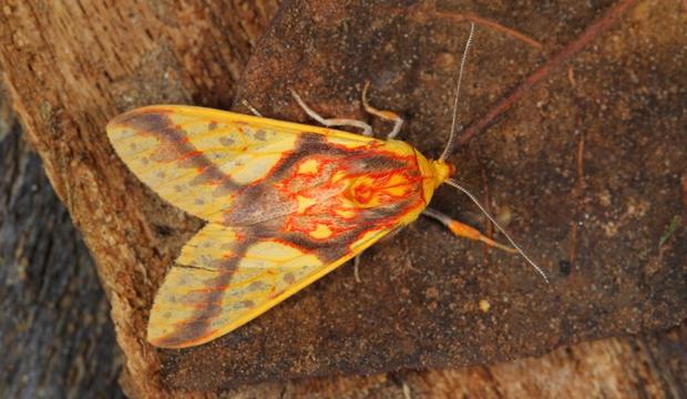 moth-10-symphelbia-fulminans-eribidae-credit-mileniusz-spanowicz-wcs.jpg 