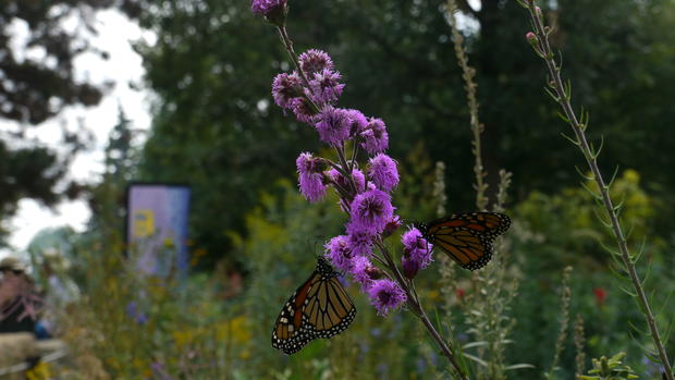 Two monarchs share a flower in the Natural Resources Park. 