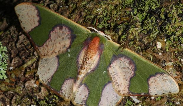 moth-3-oospila-albicoma-matura-geometridae-credit-mileniusz-spanowicz-wcs.jpg 