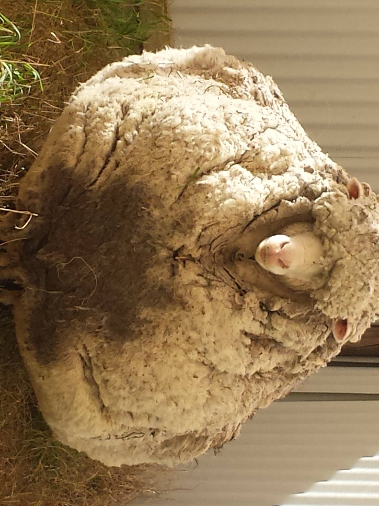 sheep2.jpg 