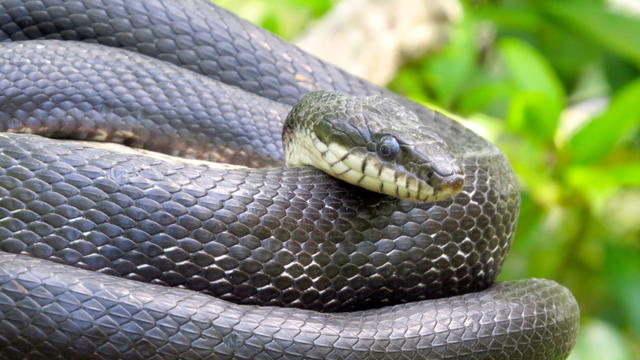 black-rat-snake.jpg 