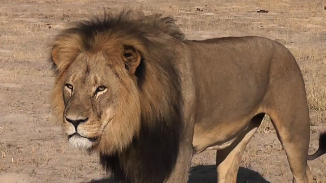 cecil-the-lion.png 
