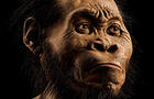 This March 2015 photo provided by National Geographic from their October 2015 issue shows a reconstruction of Homo naledi's face by paleoartist John Gurche at his studio in Trumansburg, N.Y. Scientists say fossils found deep in a South African cave reveal 