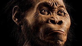 "Almost human" - Homo naledi