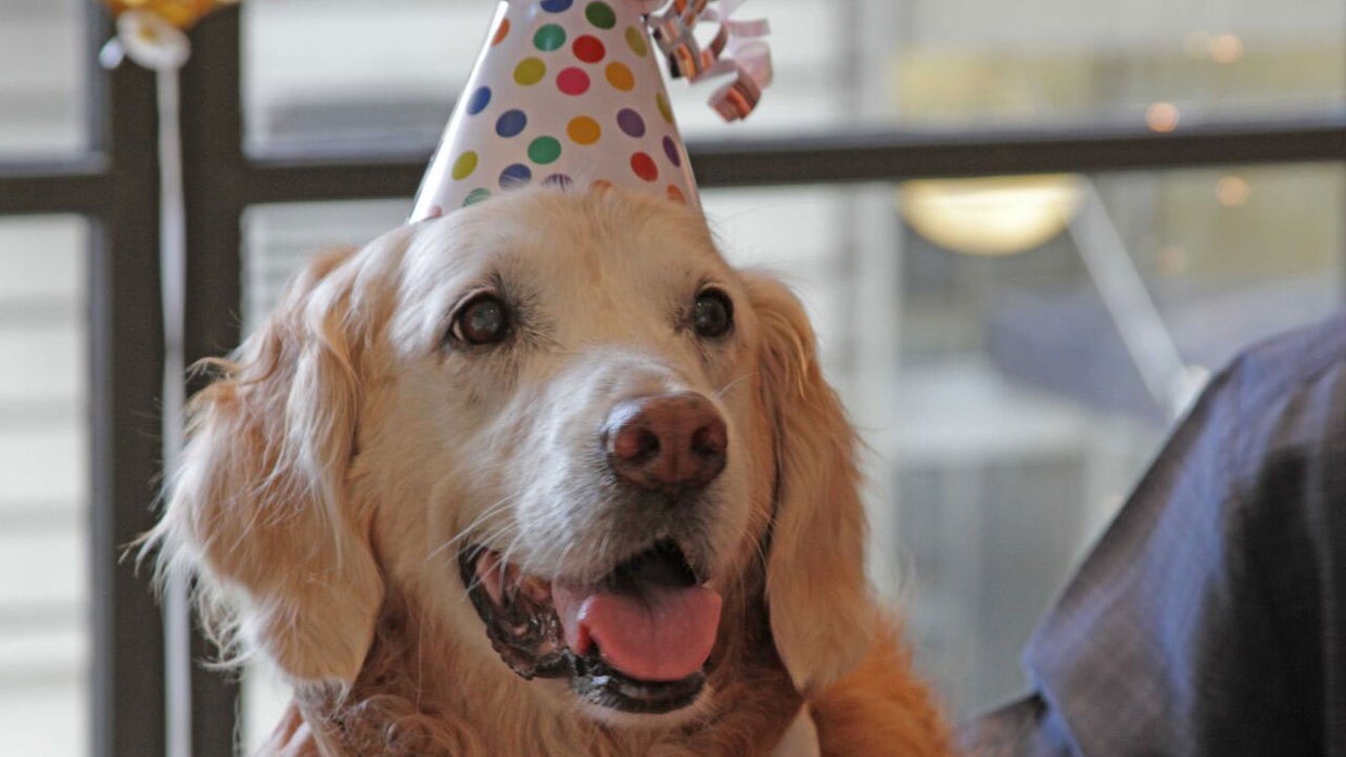 Last surviving 9/11 rescue dog honored with birthday celebration - CBS News