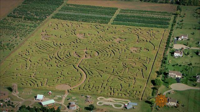 sunmo1006cornmaze640x360.jpg 