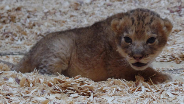 lion cub Denver Zoo 