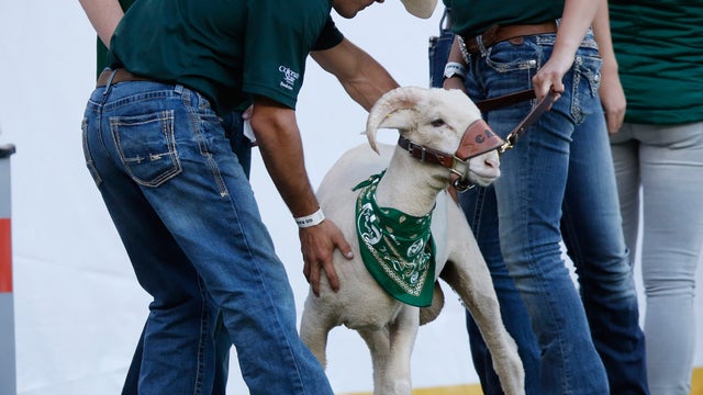 CAM the Ram 