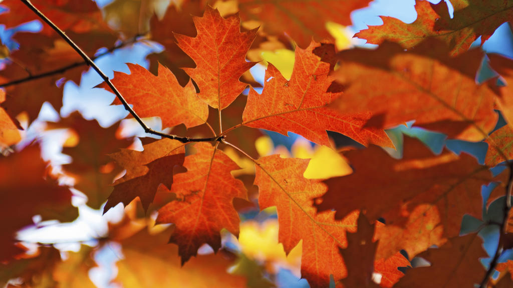 Fall is Americans' favorite season, survey shows
