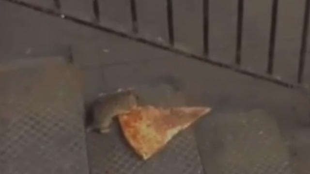 pizza-rat.jpg 