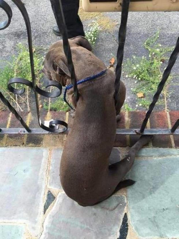 Dog Stuck In Railing 