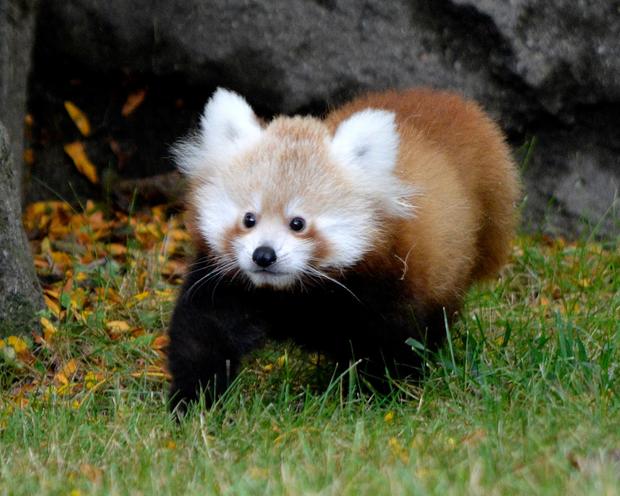 red-panda1.jpg 
