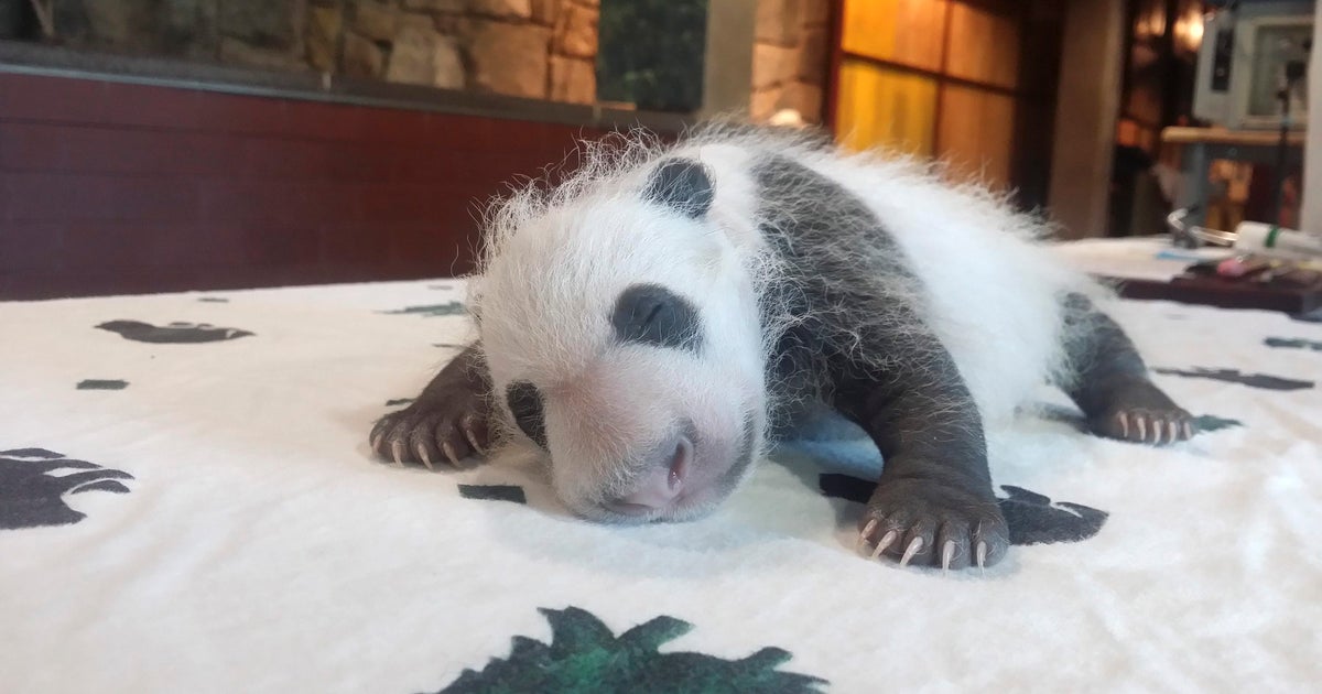 Michelle Obama, Chinese first lady, name America's new panda cub - CBS News