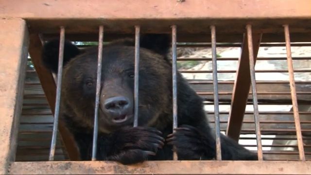 np0819bearsflood640x360.jpg 