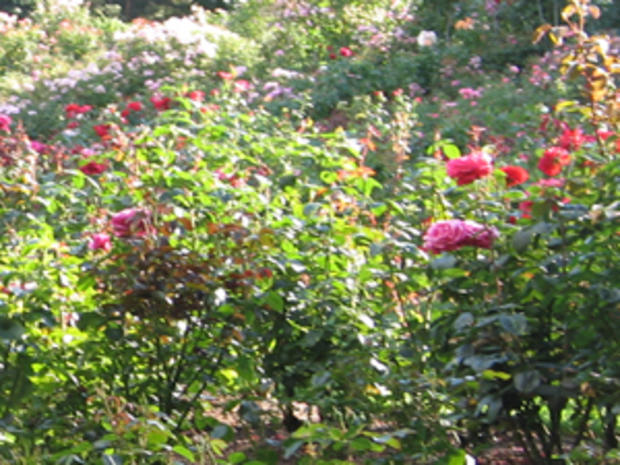 International Rose Test Garden Portland (credit: Randy Yagi) 