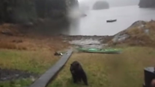 alaskabear.jpg 