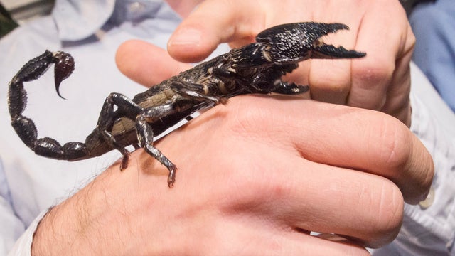 black-scorpion.jpg 