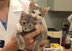 Kittens born without eyelids to get sightsaving surgery CBS News