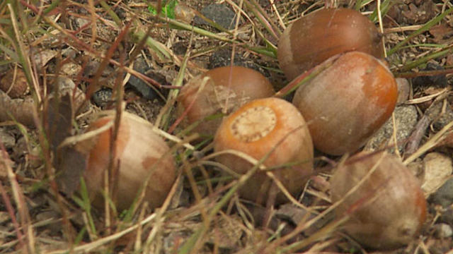 acorns-1.jpg 