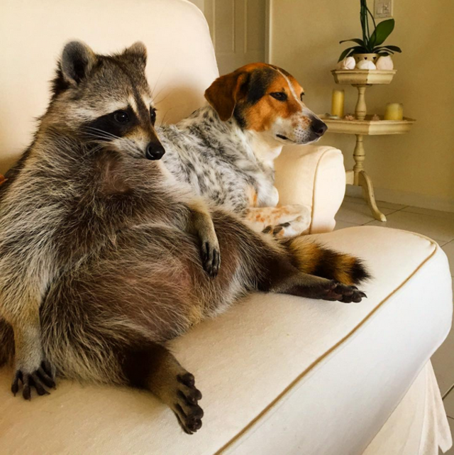 can racoons hurt dogs