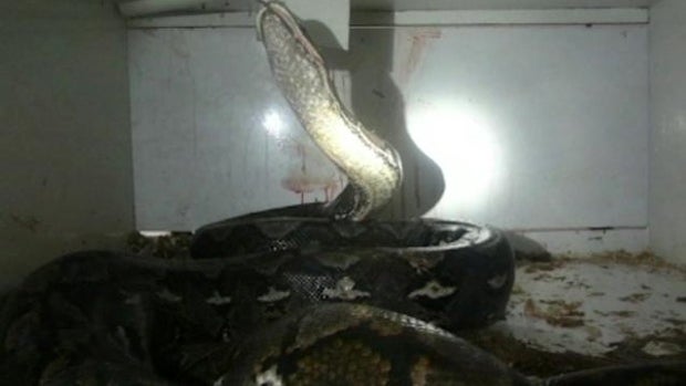 ​A large python from a Kentucky reptile store is seen in this undated photo provided to WKRC-TV. 