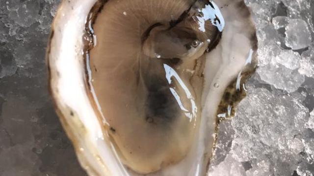 meritage-oyster.jpg 