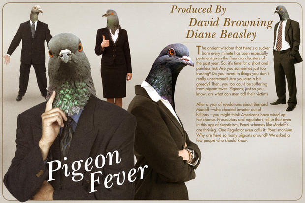 pigeon-fever.jpg 
