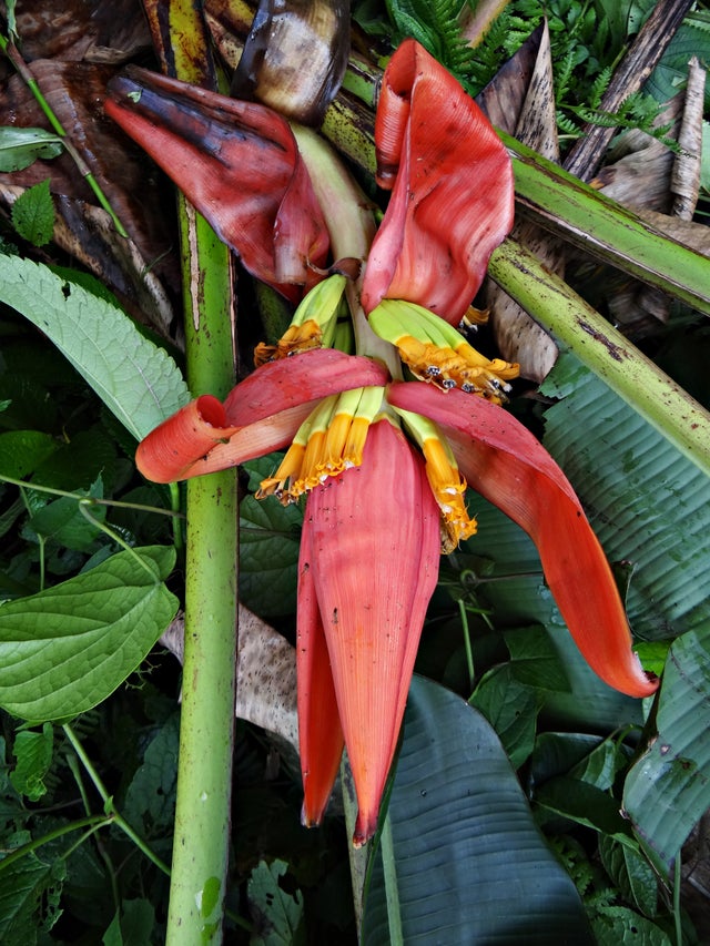 new-banana-speciesmusa-markkui-c-r-gogoi-s-borah.jpg 