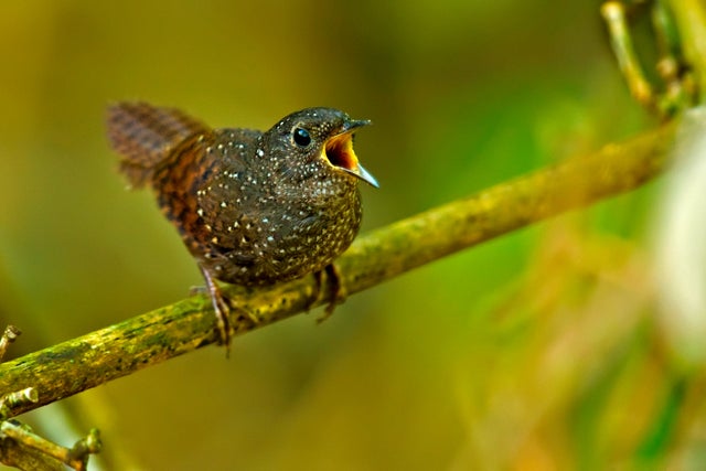 spotted-wren-babbler-c-ramki-sreenivasan-conservation-india.jpg 